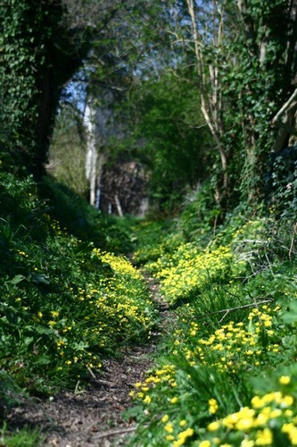 Chemin creux