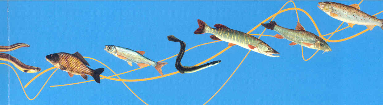 Poissons