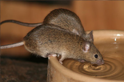 Souris
